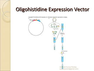 Oligohistidine Expression VectorOligohistidine Expression Vector
02/20/15
Asheesh Kumar Pandey
(pandeyasish@gmail.com)
 