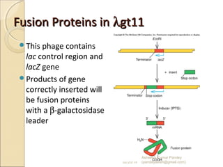 Fusion Proteins inFusion Proteins in λλgt11gt11
This phage contains
lac control region and
lacZ gene
Products of gene
correctly inserted will
be fusion proteins
with a β-galactosidase
leader
02/20/15
Asheesh Kumar Pandey
(pandeyasish@gmail.com)
 