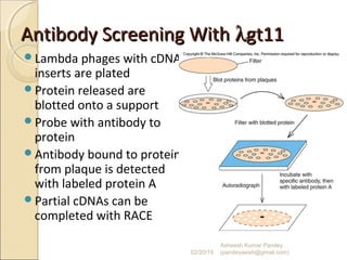 Antibody Screening WithAntibody Screening With λλgt11gt11
Lambda phages with cDNA
inserts are plated
Protein released are
blotted onto a support
Probe with antibody to
protein
Antibody bound to protein
from plaque is detected
with labeled protein A
Partial cDNAs can be
completed with RACE
02/20/15
Asheesh Kumar Pandey
(pandeyasish@gmail.com)
 