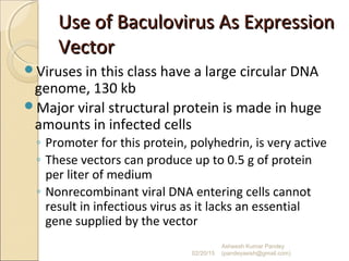 Use of Baculovirus As ExpressionUse of Baculovirus As Expression
VectorVector
Viruses in this class have a large circular DNA
genome, 130 kb
Major viral structural protein is made in huge
amounts in infected cells
◦ Promoter for this protein, polyhedrin, is very active
◦ These vectors can produce up to 0.5 g of protein
per liter of medium
◦ Nonrecombinant viral DNA entering cells cannot
result in infectious virus as it lacks an essential
gene supplied by the vector
02/20/15
Asheesh Kumar Pandey
(pandeyasish@gmail.com)
 
