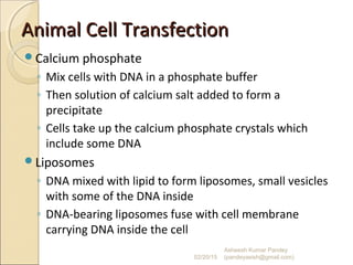 Animal Cell TransfectionAnimal Cell Transfection
Calcium phosphate
◦ Mix cells with DNA in a phosphate buffer
◦ Then solution of calcium salt added to form a
precipitate
◦ Cells take up the calcium phosphate crystals which
include some DNA
Liposomes
◦ DNA mixed with lipid to form liposomes, small vesicles
with some of the DNA inside
◦ DNA-bearing liposomes fuse with cell membrane
carrying DNA inside the cell
02/20/15
Asheesh Kumar Pandey
(pandeyasish@gmail.com)
 