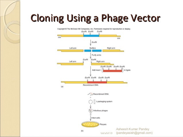 Gene Cloning Flowchart