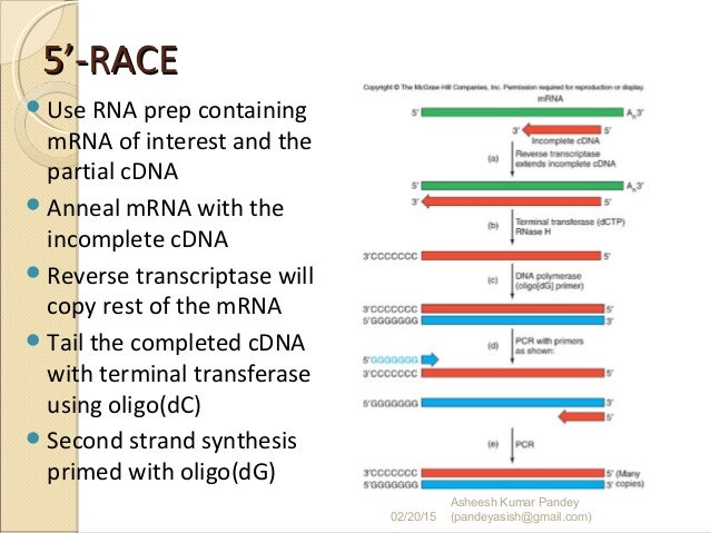 reverse transcriptase pcr