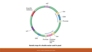 Gene cloning | PPTX