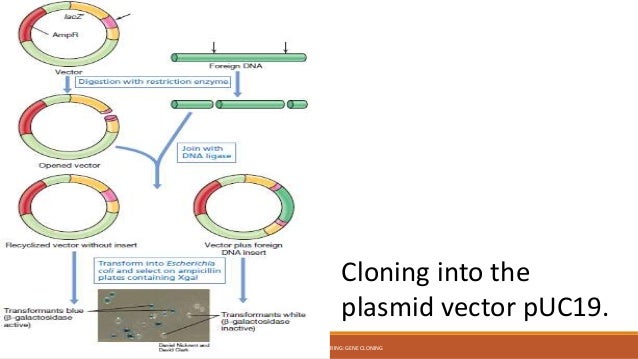 Use A Flowchart With Diagrams To Summarize Gene Cloning