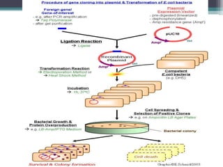 Gene cloning | PPTX