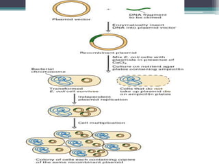 Gene cloning | PPTX