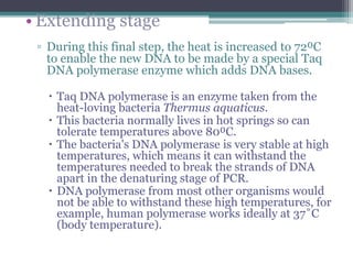 • 72⁰C is the optimum temperature for the Taq
polymerase to build the complementary strand. It
attaches to the primer and ...