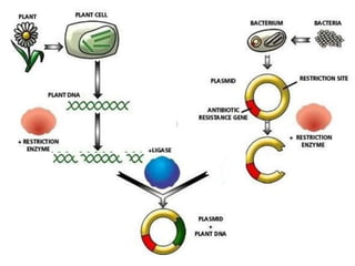 Gene cloning | PPTX
