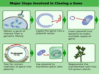 Gene cloning | PPTX