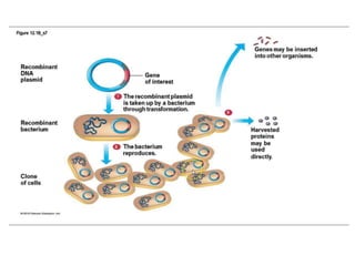 Human Gene Cloning