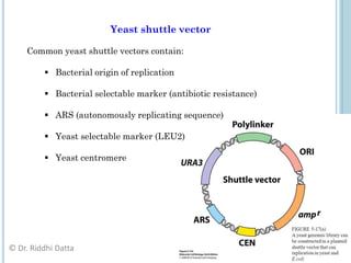 Basics of Gene cloning | PDF