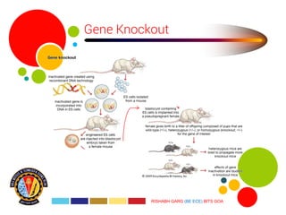 Gene cloning | PDF