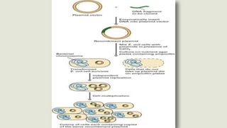 Gene cloning | PPTX