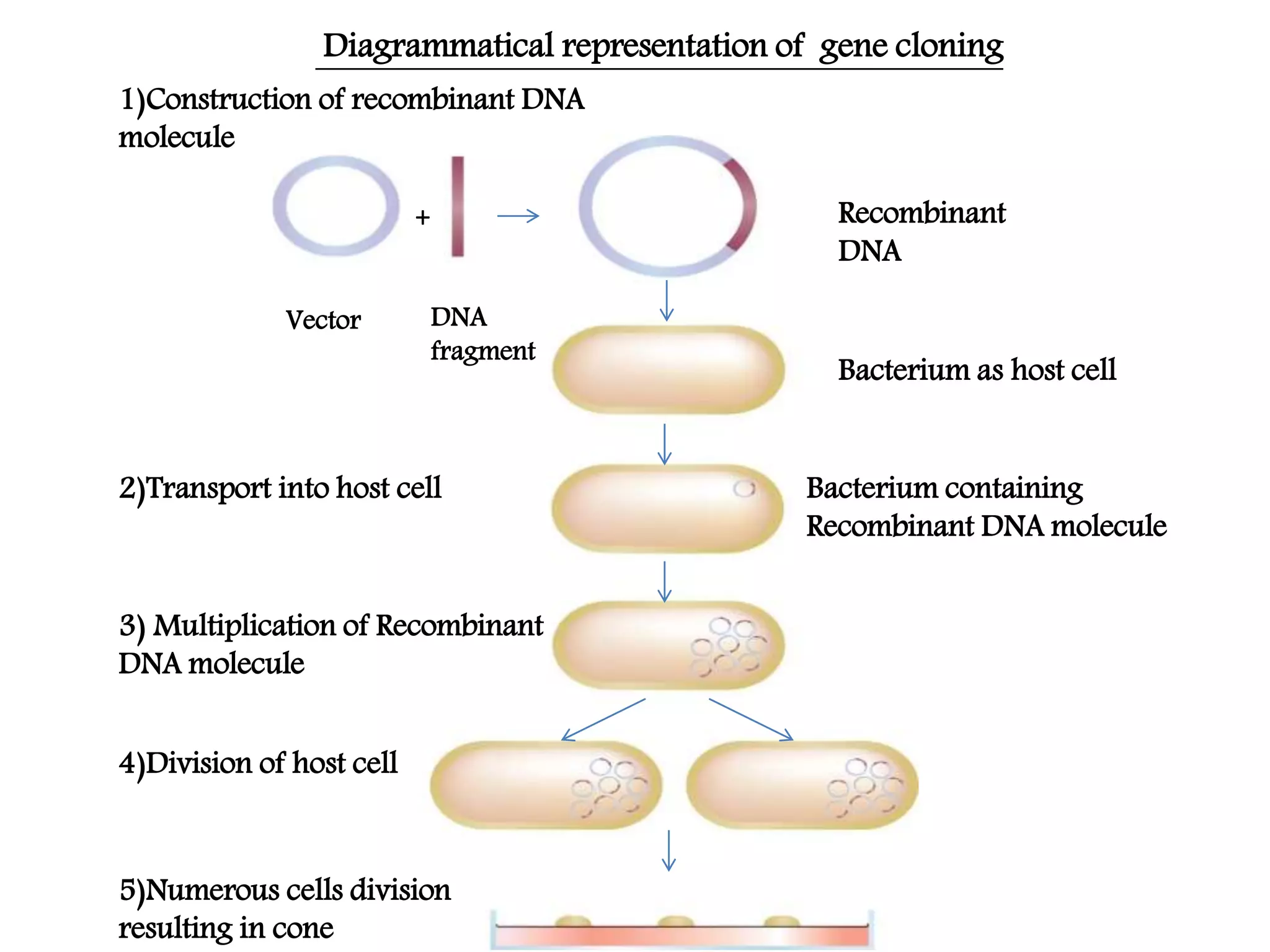 Gene cloning and polymerase chain reaction | PPTX