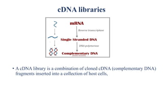 cDNA libraries
• A cDNA library is a combination of cloned cDNA (complementary DNA)
fragments inserted into a collection of host cells,
 