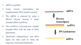 1. mRNA is purified.
2. Using reverse transcriptase the
complementary DNA strand is created.
3. The mRNA is removed by using a
RNAse enzyme leaving a single
stranded cDNA (sscDNA).
4. This sscDNA is converted into a double
stranded DNA with the help of DNA
polymerase.
5. Restriction endonucleases and DNA
ligase are then used to clone the
sequences into bacterial plasmids.
 