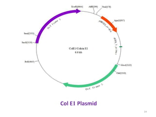 Gene cloning and plasmid vectors | PDF