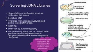 Screening cDNA Libraries
• nitrocellulose membranes serve as
replicas of the plates.
• Denature DNA
• Hybridize with a radioactively labeled
single-strand DNA probe.
• Washing
• detection by autoradiography
• The probe sequence can be derived from
genome sequencing databases or
designed based on the known sequence
of a protein.
Oligonucleotide probes
must only be ~ 20
nucleotides long to
recognize unique
sequences even in
genomic DNA.
 
