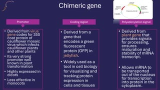 Chimeric gene
• Derived from virus
gene codes for 35S
coat protein of
cauliflower mosaic
virus which infects
cauliflower plants
and other plants
• Its very strong
promoter well
known in plant
transformation
• Highly expressed in
dicots
• Less effective in
monocots
• Derived from a
gene that
encodes a green
fluorescent
protein (GFP) in
jellyfish.
• Widely used as a
tool in cell biology
for visualizing and
tracking protein
expression in
cells and tissues
• Derived from
plant gene that
provides signals
for processing,
ensures
maturation and
stability of mRNA
transcript.
• Allows mRNA to
be transported
out of the nucleus
for transcription
into protein in the
cytoplasm.
Polyadenylation signal
Coding region
Promoter
 
