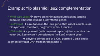 Example: YIp plasmid: leu2 complementation
• Wild-type yeast → grows on minimal medium lacking leucine
because it has the leucine biosynthetic genes
• Leu2 yeast → a mutation in the leu2 gene, that knocks out leucine
biosynthesis, therefore, no growth without leucine
• pYeLeu10 → a plasmid (with no yeast replicon) that contains the
yeast Leu2 gene can it complement the Leu2 mutant yeast
→ a hybrid composed of E.Coli plasmid ColE1 and a
segment of yeast DNA from chromosome III
 