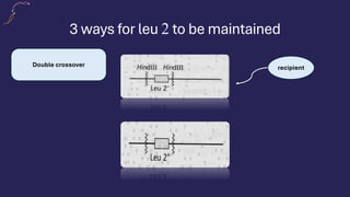 3 ways for leu 2 to be maintained
Double crossover recipient
 