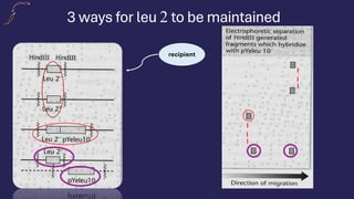 3 ways for leu 2 to be maintained
recipient
 