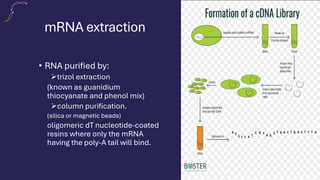 mRNA extraction
• RNA purified by:
➢trizol extraction
(known as guanidium
thiocyanate and phenol mix)
➢column purification.
(silica or magnetic beads)
oligomeric dT nucleotide-coated
resins where only the mRNA
having the poly-A tail will bind.
 
