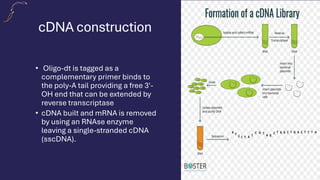 cDNA construction
• Oligo-dt is tagged as a
complementary primer binds to
the poly-A tail providing a free 3'-
OH end that can be extended by
reverse transcriptase
• cDNA built and mRNA is removed
by using an RNAse enzyme
leaving a single-stranded cDNA
(sscDNA).
 