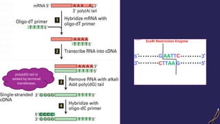 poly(dG) tail is
added by terminal
transferase.
 