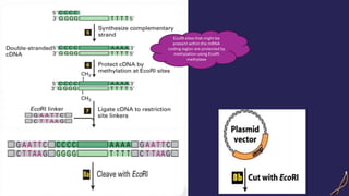 EcoRI sites that might be
present within the mRNA
coding region are protected by
methylation using EcoRI
methylase
 