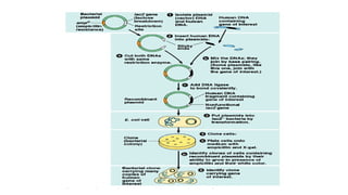 GENE CLONING METHODS.pptx FOR MEDICAL STUDENTS | PPTX