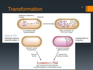 Gene Cloning | PPTX