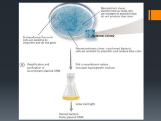 Gene Cloning | PPTX