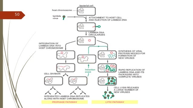 Use A Flowchart With Diagrams To Summarize Gene Cloning