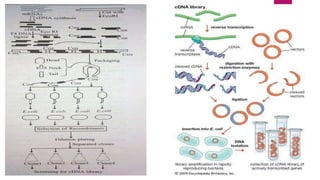 Gene cloning strategies