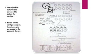  The microbial
cultures are
screened to
detect the
contigs.
 Based on the
contigs analysis,
the clones are
arranged in the
genomic library.
 