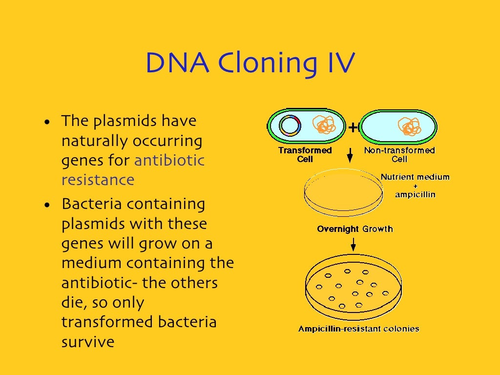 Gene Cloning Very Detailed Antibiotic Resistance