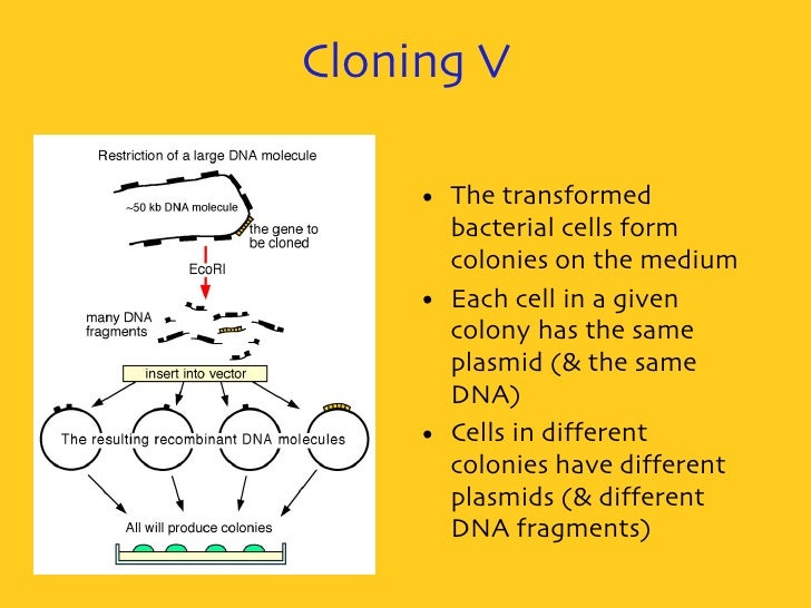 Gene Cloning Very Detailed Antibiotic Resistance