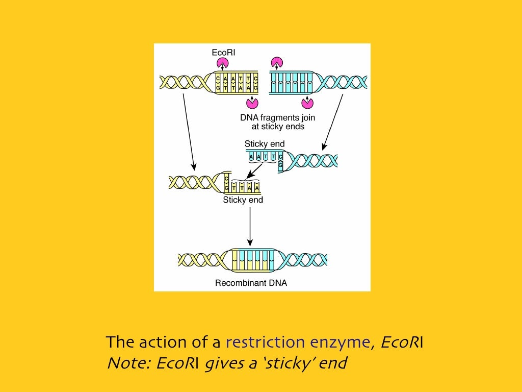 Gene Cloning Very Detailed Antibiotic Resistance