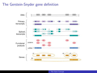 The Gerstein-Snyder gene definition
The Gene Concept
 