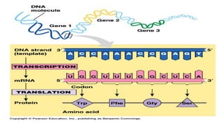 Gene control and function | PPTX