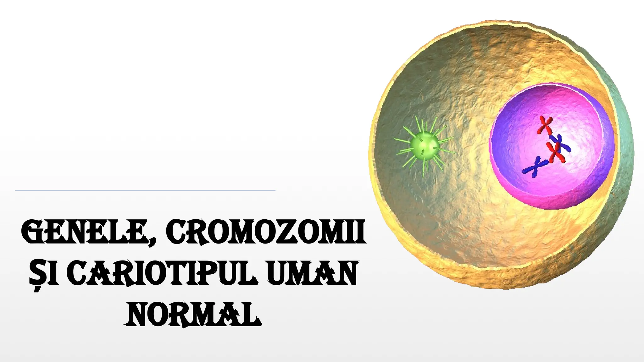 Gene cromozombbi cariotipul uman 2 pptx gene-cromozombbi-cariotipul-uman-2-pptx