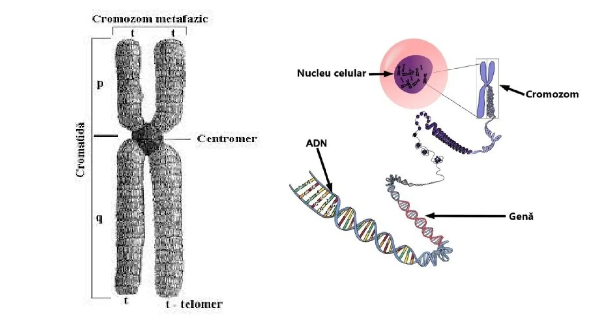 Gene cromozombbi cariotipul uman 2 pptx gene-cromozombbi-cariotipul-uman-2-pptx