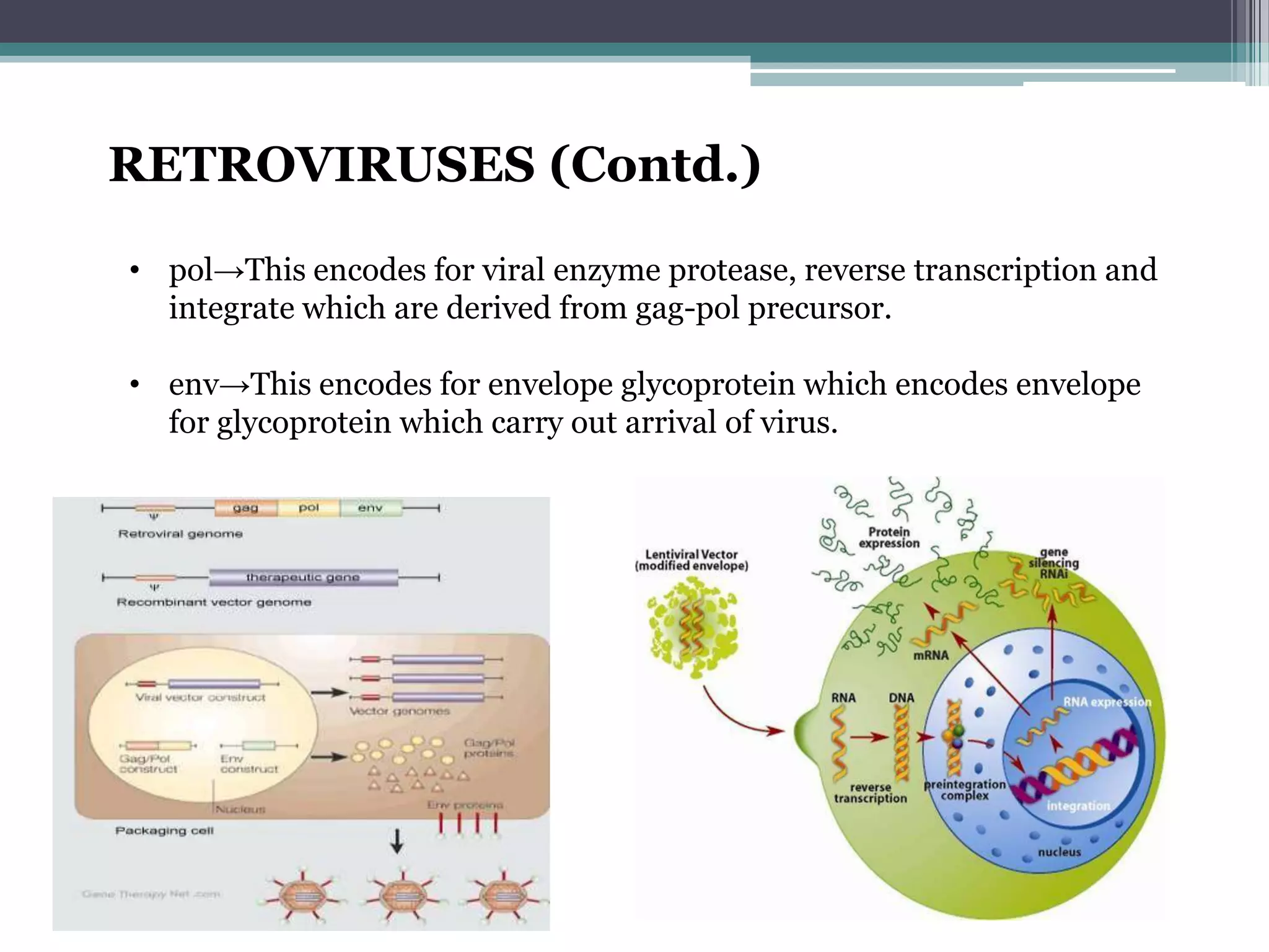 RETROVIRUSES (Contd.)

• pol→This encodes for viral enzyme protease, reverse transcription and
  integrate which are derived from gag-pol precursor.

• env→This encodes for envelope glycoprotein which encodes envelope
  for glycoprotein which carry out arrival of virus.
 