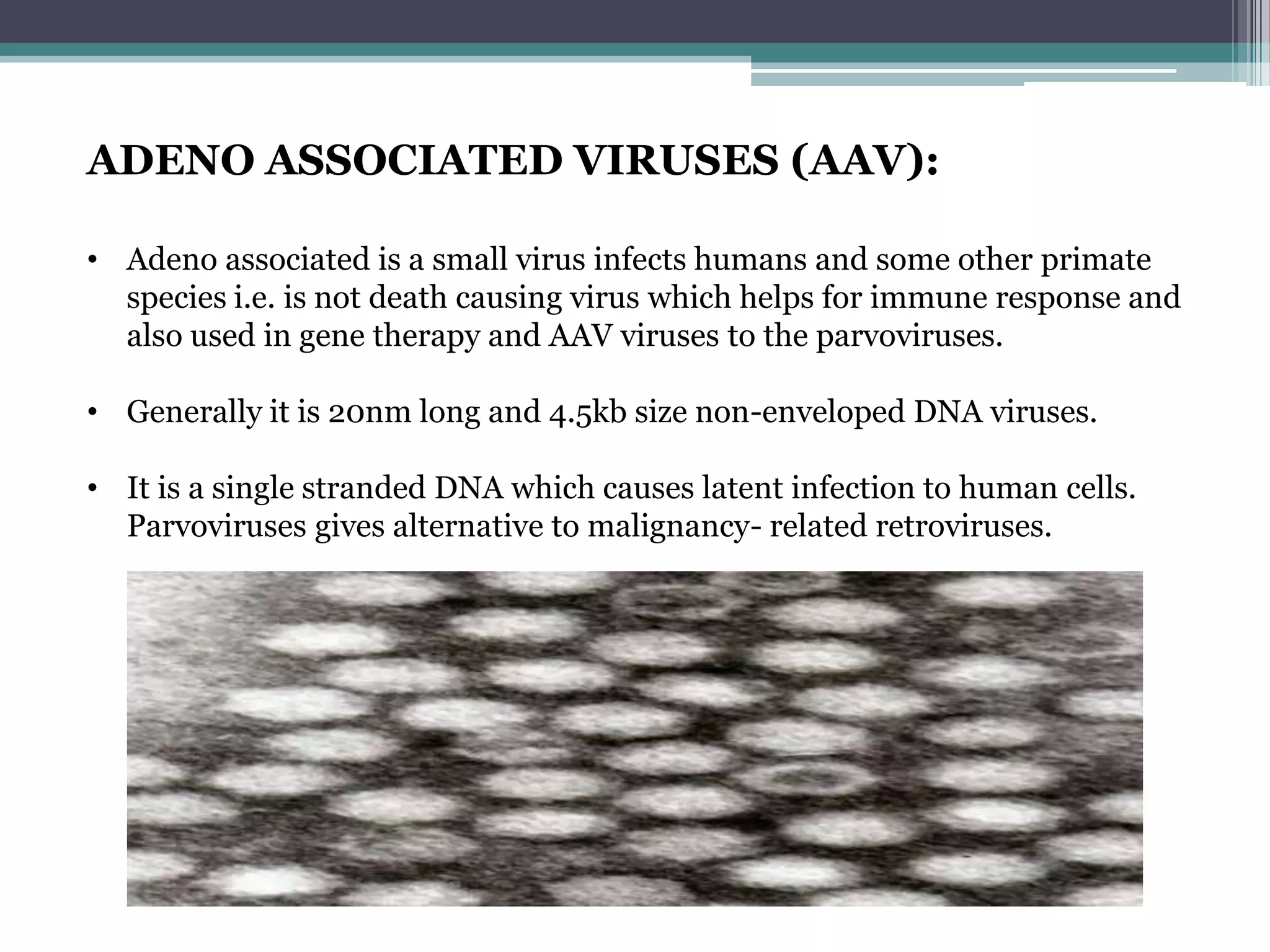 ADENO ASSOCIATED VIRUSES (AAV):

• Adeno associated is a small virus infects humans and some other primate
  species i.e. is not death causing virus which helps for immune response and
  also used in gene therapy and AAV viruses to the parvoviruses.

• Generally it is 20nm long and 4.5kb size non-enveloped DNA viruses.

• It is a single stranded DNA which causes latent infection to human cells.
  Parvoviruses gives alternative to malignancy- related retroviruses.
 