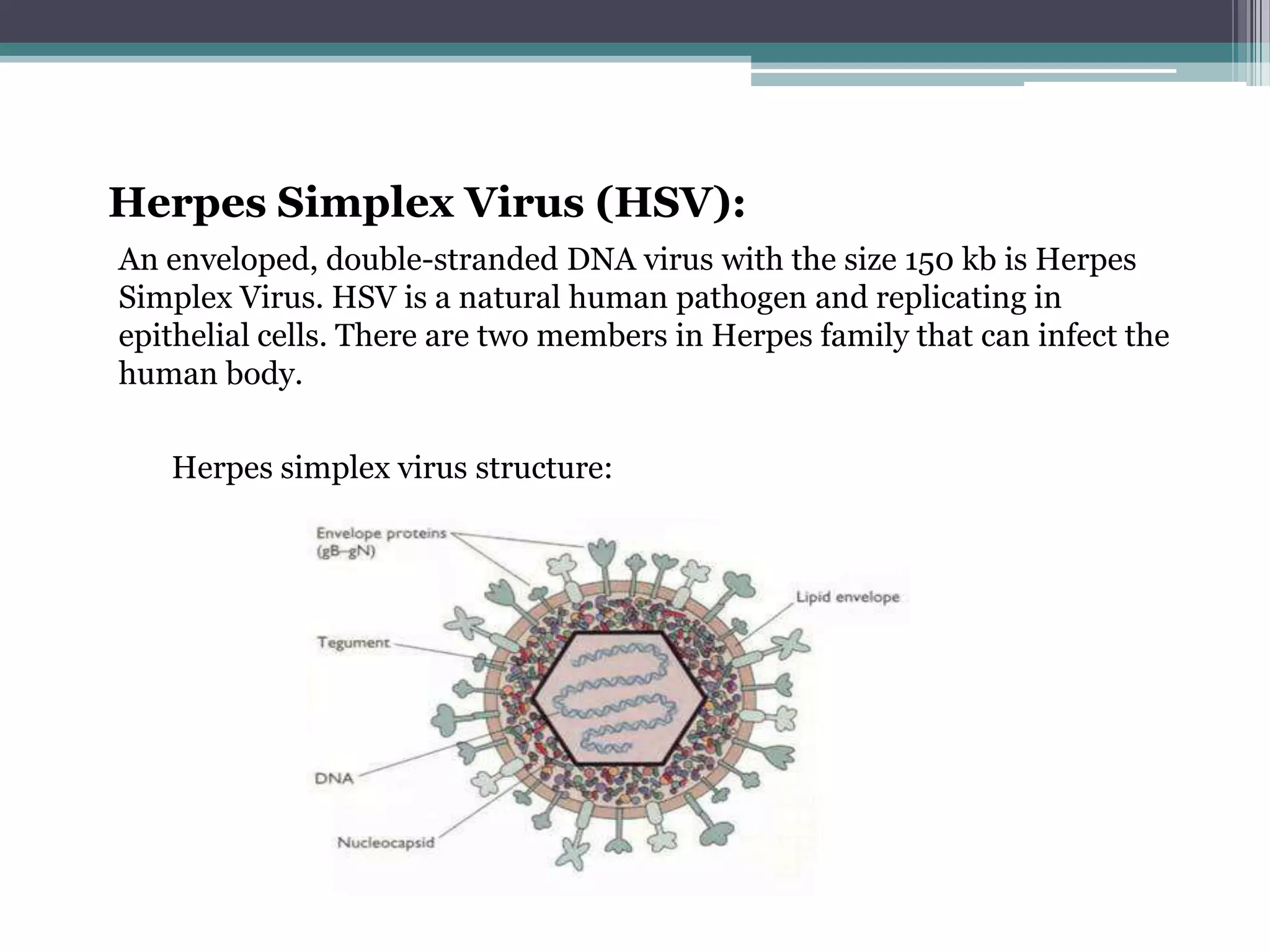 Herpes Simplex Virus (HSV):
An enveloped, double-stranded DNA virus with the size 150 kb is Herpes
Simplex Virus. HSV is a natural human pathogen and replicating in
epithelial cells. There are two members in Herpes family that can infect the
human body.

   Herpes simplex virus structure:
 