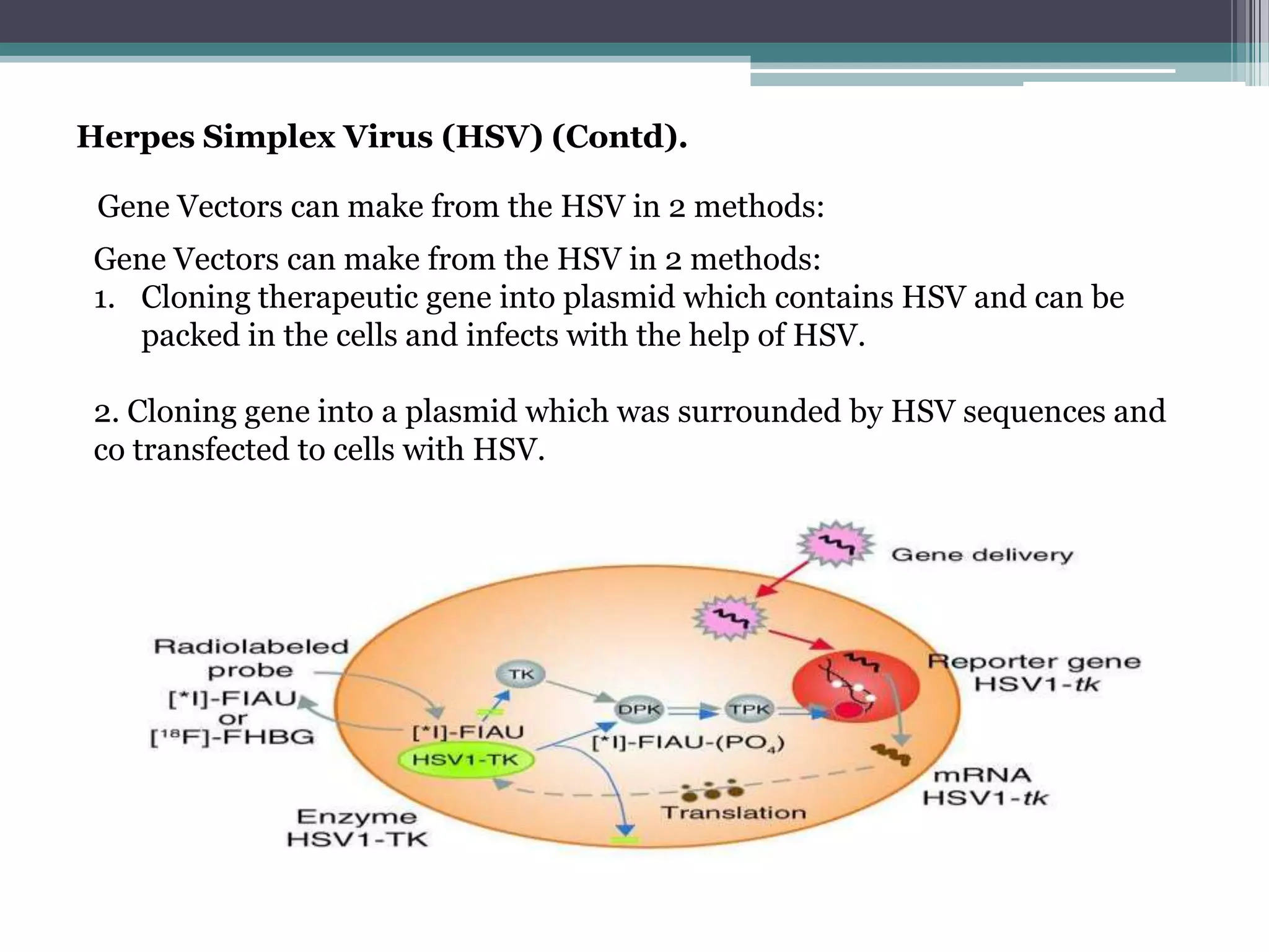 Herpes Simplex Virus (HSV) (Contd).

 Gene Vectors can make from the HSV in 2 methods:
Gene Vectors can make from the HSV in 2 methods:
1. Cloning therapeutic gene into plasmid which contains HSV and can be
   packed in the cells and infects with the help of HSV.

2. Cloning gene into a plasmid which was surrounded by HSV sequences and
co transfected to cells with HSV.
 