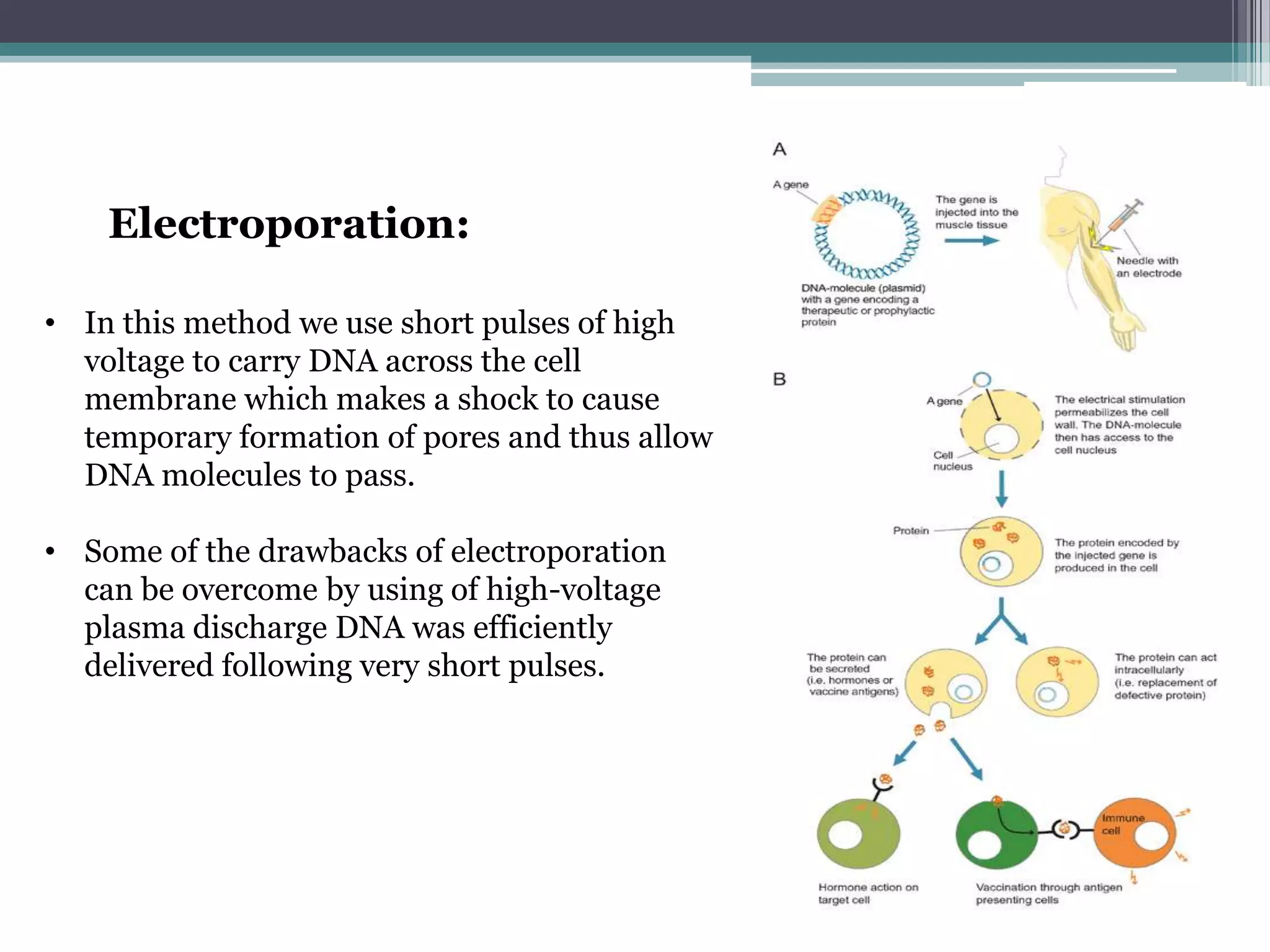 Electroporation:

• In this method we use short pulses of high
  voltage to carry DNA across the cell
  membrane which makes a shock to cause
  temporary formation of pores and thus allow
  DNA molecules to pass.

• Some of the drawbacks of electroporation
  can be overcome by using of high-voltage
  plasma discharge DNA was efficiently
  delivered following very short pulses.
 