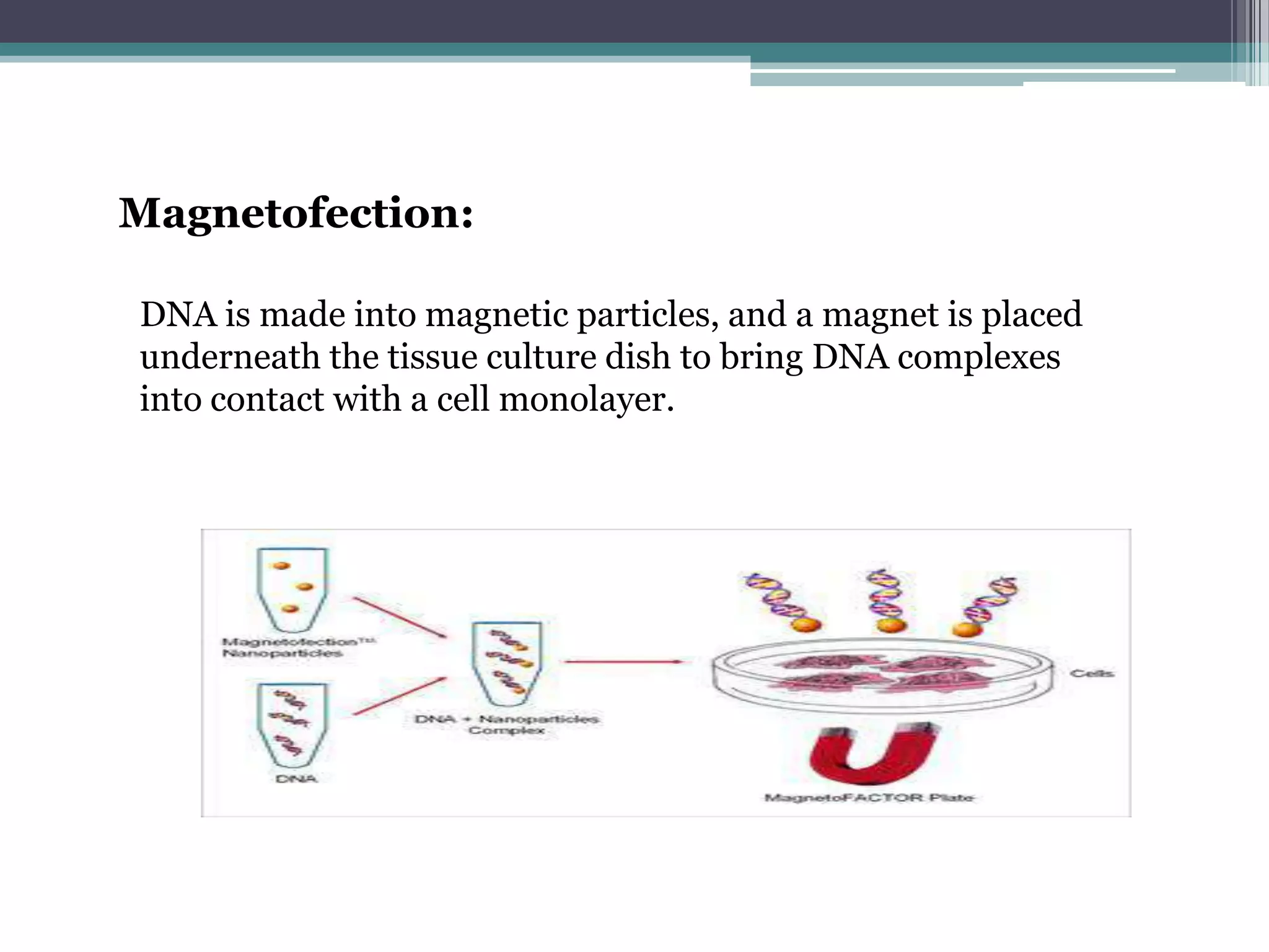 Magnetofection:

DNA is made into magnetic particles, and a magnet is placed
underneath the tissue culture dish to bring DNA complexes
into contact with a cell monolayer.
 